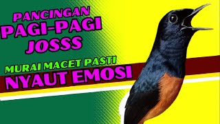 Download Lagu PANCINGAN PAGI-PAGI AGAR MURAI GACOR❗❗ MURAI MACET PASTI NYAUT EMOSI❗❗ MP3 Download Lagu PANCINGAN PAGI-PAGI AGAR MURAI GACOR❗❗ MURAI MACET PASTI NYAUT EMOSI❗❗ MP3