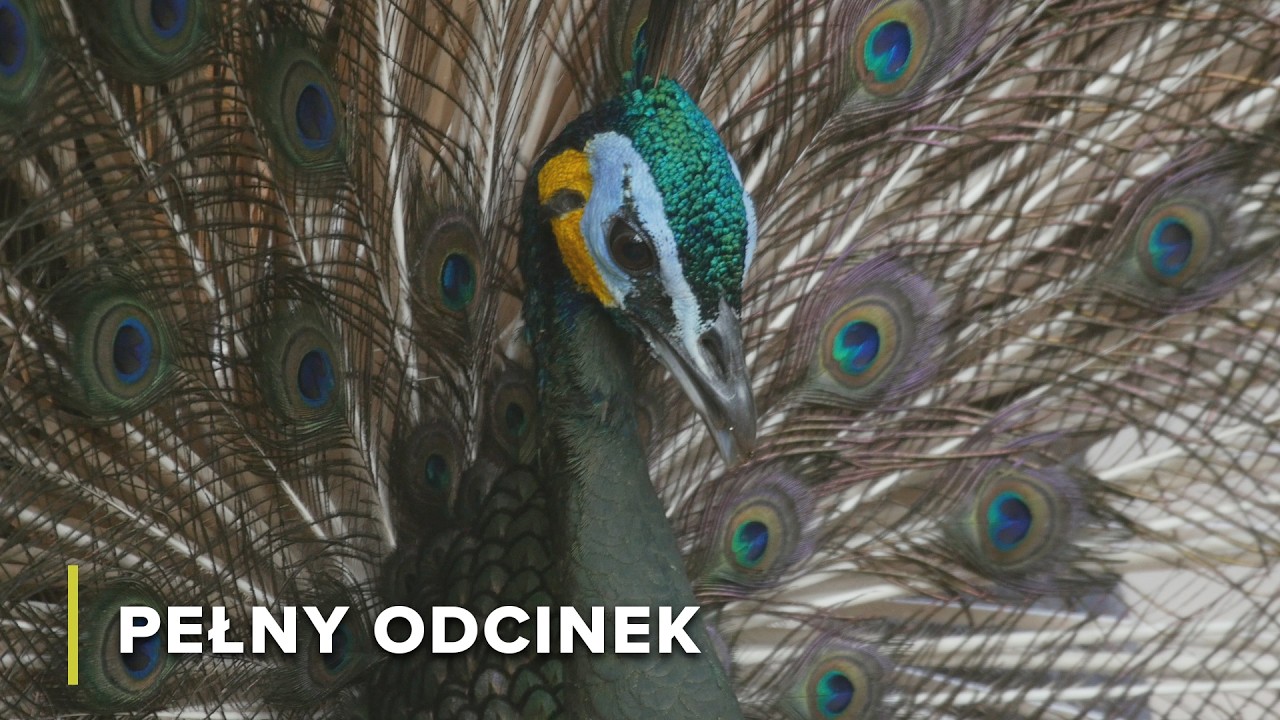 Gdzie monsuny kształtują dżunglę: Dzika dolina Mekongu w Laosie | Tajemnice Rzeki Mekong 102