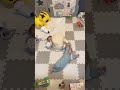 双子赤ちゃんの日常(タイムラプス)