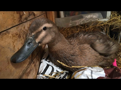 Videó: Hogyan mondjam el a fiúkat a női Lorikeetektől?