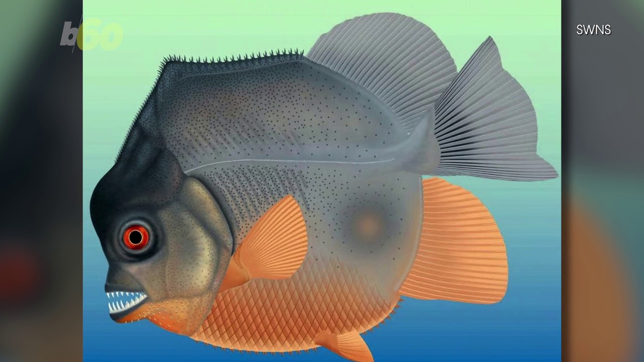 Remains of Ancient PiranhaLike Fish Discovered in a Quarry YouTube