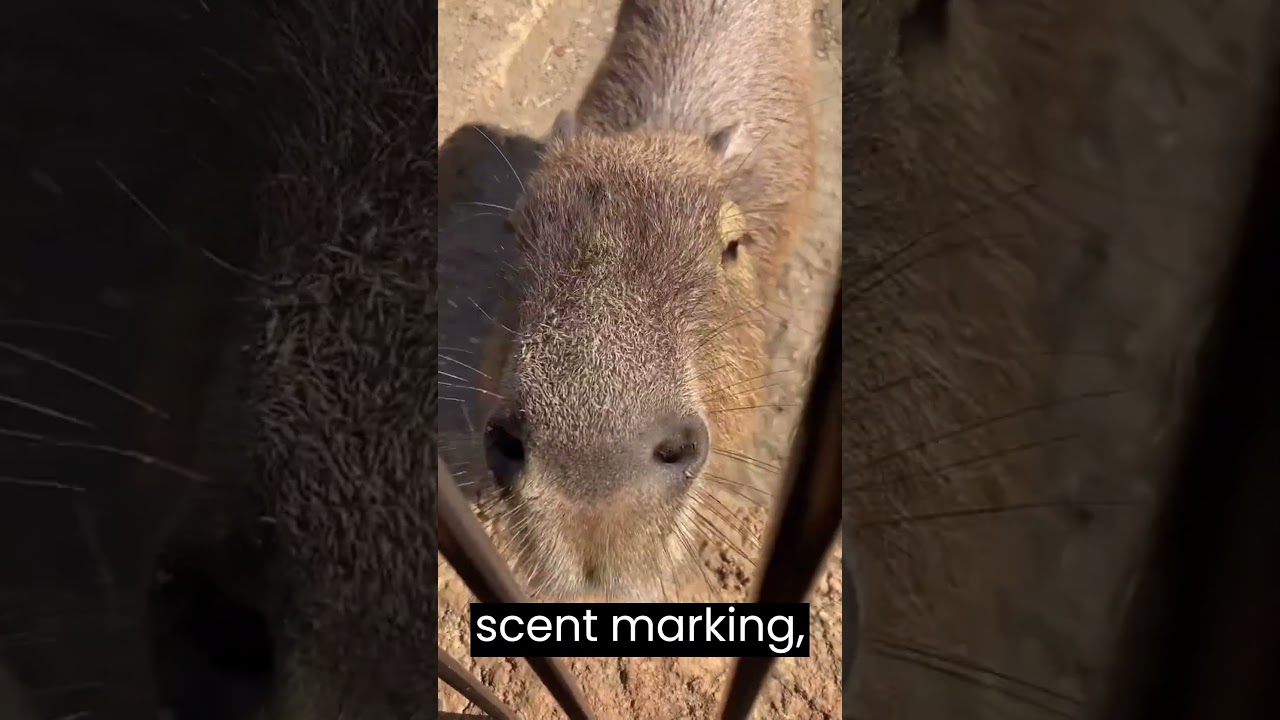 They are highly social animals and display a variety of behaviors, including vocalizations, scent ma