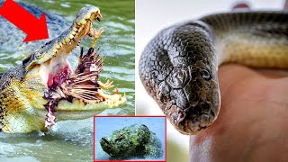 Most Dangerous Animals In Australia