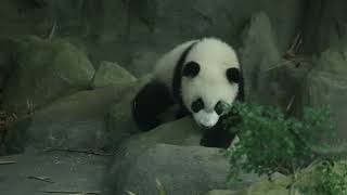 Panda Cub Cam 🐼  - Le Le in a new environment
