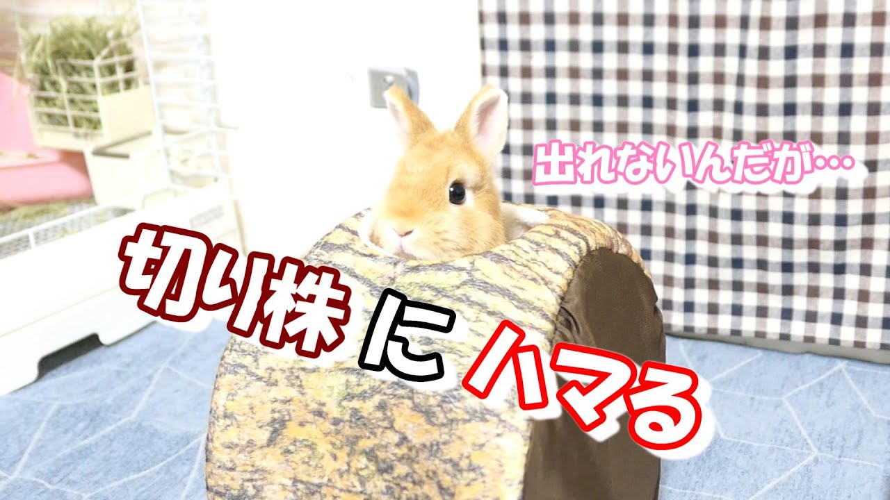 切り株から出られなくなったウサギ Youtube 切り株から出られなくなったウサギ Youtube