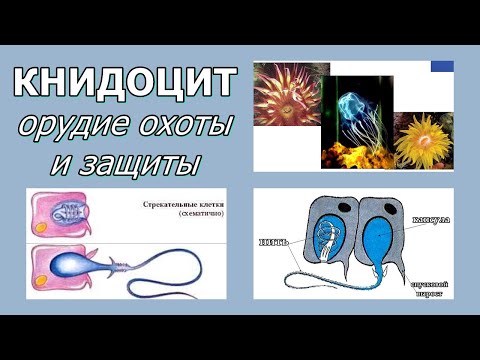 Видео: Как называются стрекательные клетки?