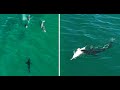 Great white sharks vs dolphins collection of drone footage