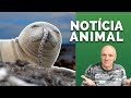 TIGRES DA ÍNDIA, FOCA COM ENGUIA NA NARINA, CROCODILO ALTO MAR, SOMBRA E ESCURIDÃO! "NOTÍCIA ANIMAL"