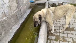 Safkan Kangal. Dog