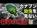 【謎だらけ】幼虫がいない！？カナブンの未だ解明されない生態