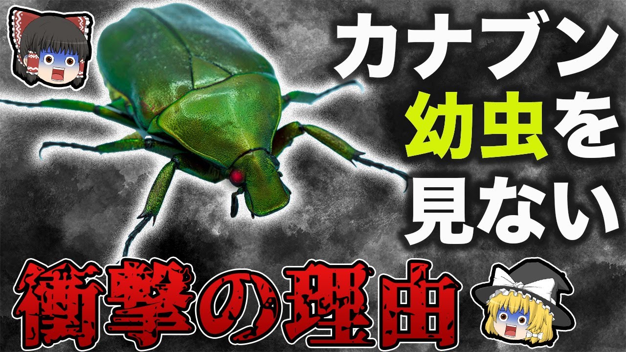 【謎だらけ】幼虫がいない！？カナブンの未だ解明されない生態