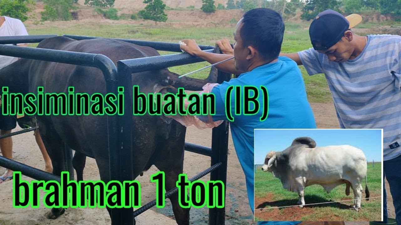  INSEMINASI  BUATAN  BAYI TABUNG PADA  HEWAN  ATAU SAPI 