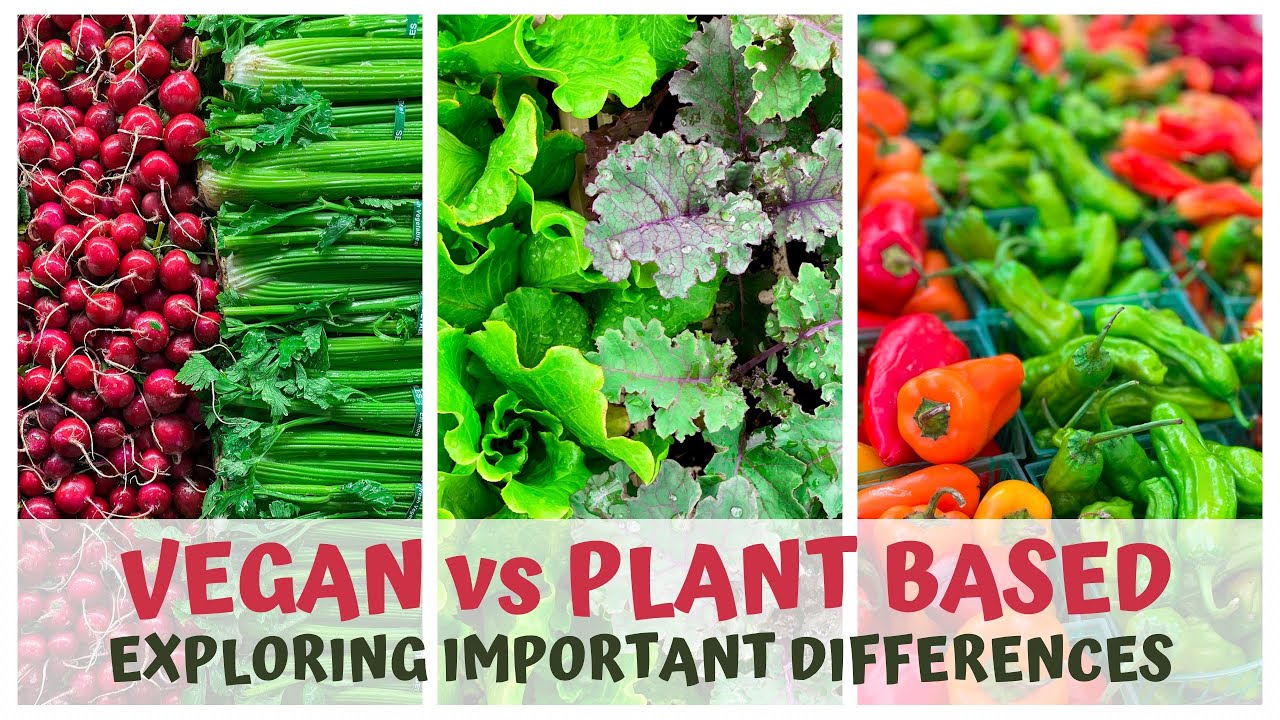 VEGAN vs PLANT BASED - EXPLORING IMPORTANT DIFFERENCES