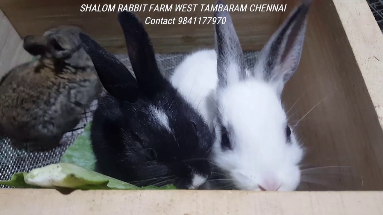 English Spotter, Flemish Giant, Black Giant and Soviet Chinchilla