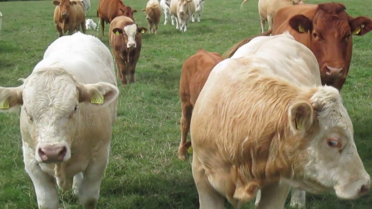 Cows And Calves At Killanure Farm Buyuk Bas Ciftligi 2019 Kopek Hayvanlar Doberman