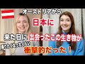 驚き日本！外国人をびっくりさせた音と生き物！【外国人のカルチャーショック】