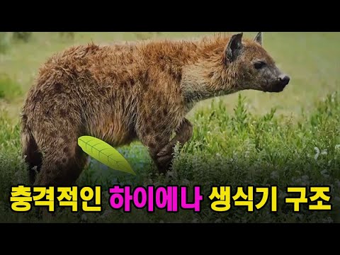 보고도 깜짝 놀란 &rsquo;하이에나&rsquo;의 비밀!! [신비한 동물퀴즈] MBN 200512 방송 #동물퀴즈 #하이에나 #MBN