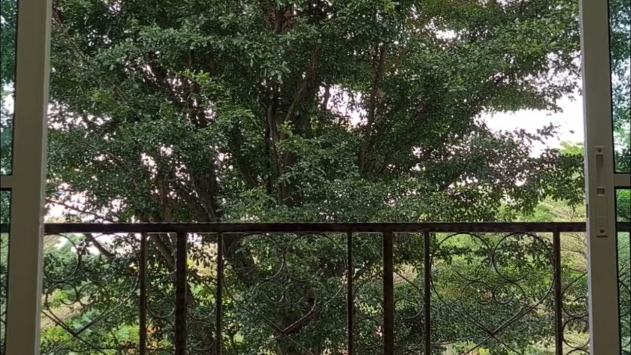 wind-in-the-trees-with-birds-singing-sound-effects-background