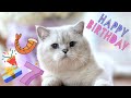 Cat celebrates Birthday in style | Apollo turns 7! | Gifts unboxing
