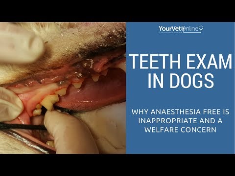 How a vet examines a dogs mouth under anaesthesia