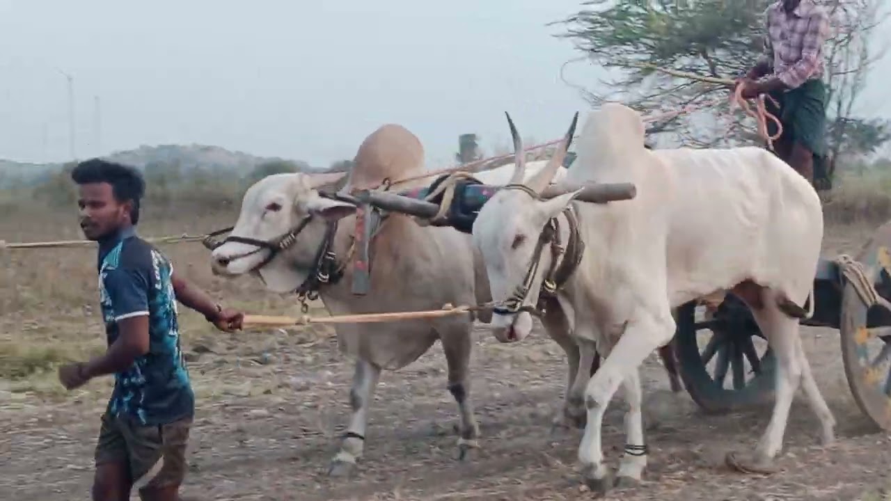 దేవనకొండ రాముడు గారు ఎద్దులు గీరక బండి ట్రైనింగ్ 