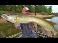 Muskies de rivire gnarly  action topwater 