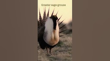 Birds. {Greater sage grouse} #birdslover #birds #subscribe #viral