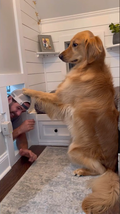 I broke into my dogs house! #dog #goldenretriever