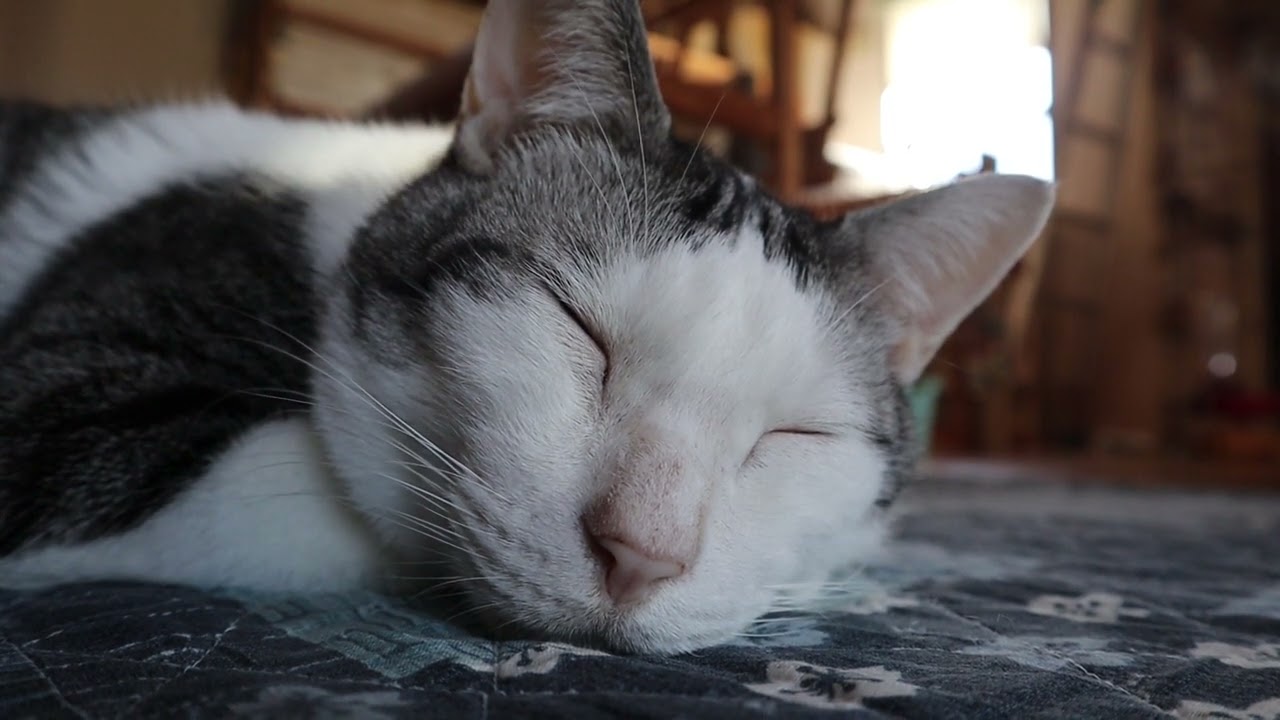 おやすみペッパーくん