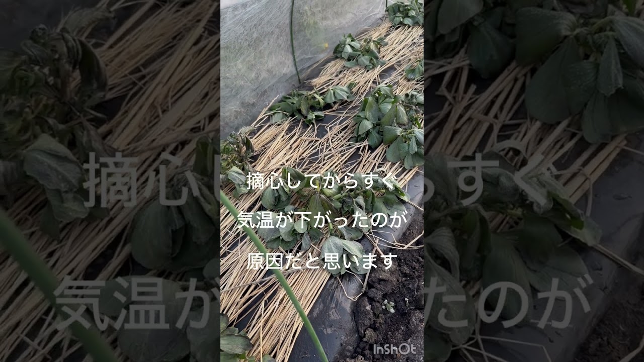 あの元気だった天豆が全滅か？1月１５日