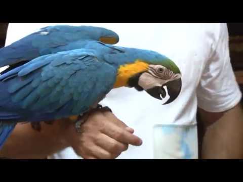 Video: Koji Je Najveći Papagaj Na Svijetu