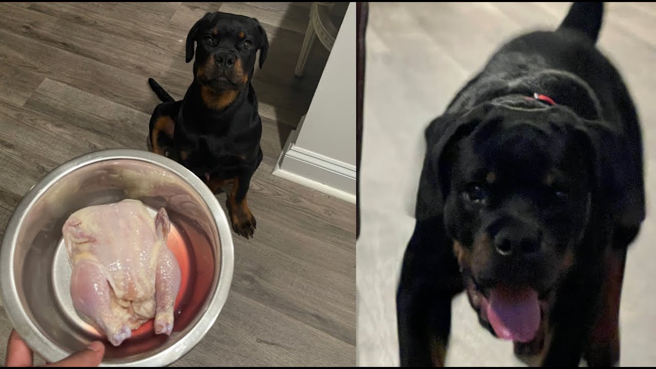 Rottweiler puppy eating a WHOLE CHICKEN! - YouTube