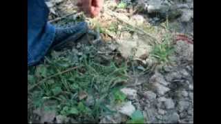 Arım vadisinden yılan görüntüleri
