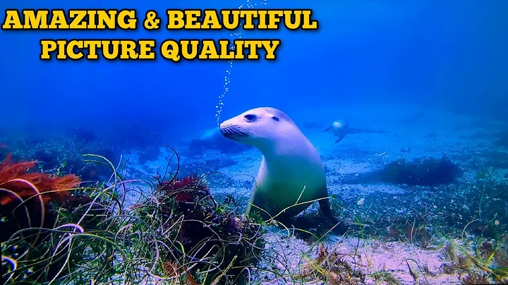 🌟 Unveiling the TCL 55" QLED 4K Roku TV with HDR & Dolby Vision! 📺✨