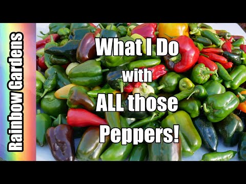 Video: Wat te doen met veel paprika's?