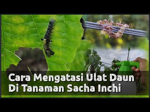 Cara Mengatasi Ulat Daun Di Tanaman Sacha Inchi