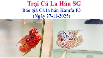 Báo giá cá la hán ngày 27-11-2025 - Trại Cá La Hán SG