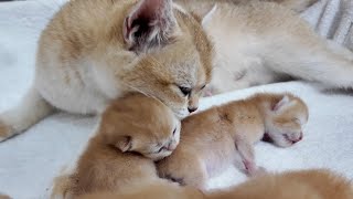 The mother cat massages the kitten while it sleeps, so cute...