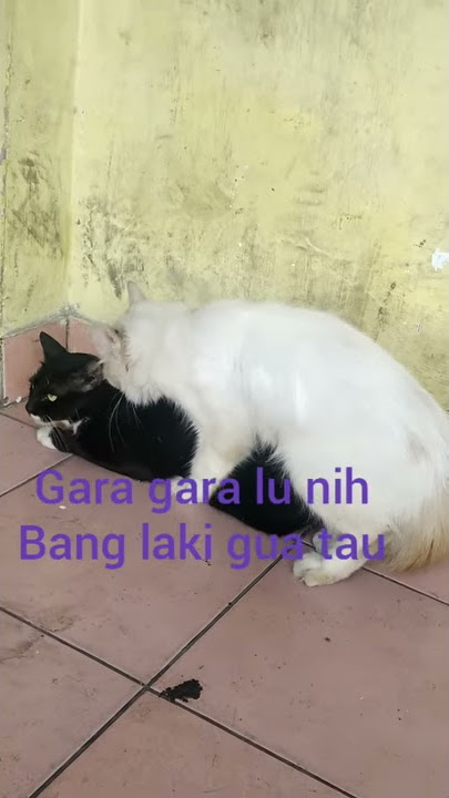 EFEK LOCKDOWN Kelamaan Kucing Gw Zina