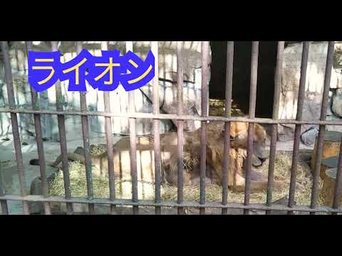 ライオン　池田動物園　2019年11月