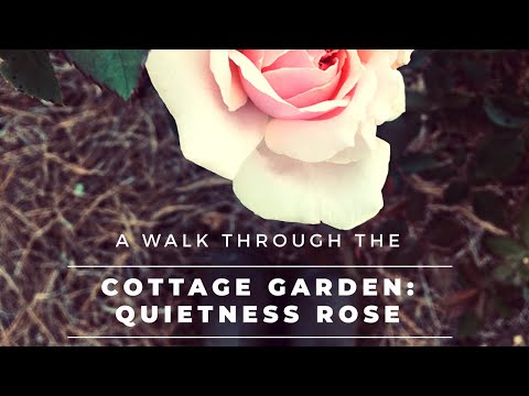 Video: Buck Roses: Tìm hiểu thêm về Dr. Griffith Buck Roses