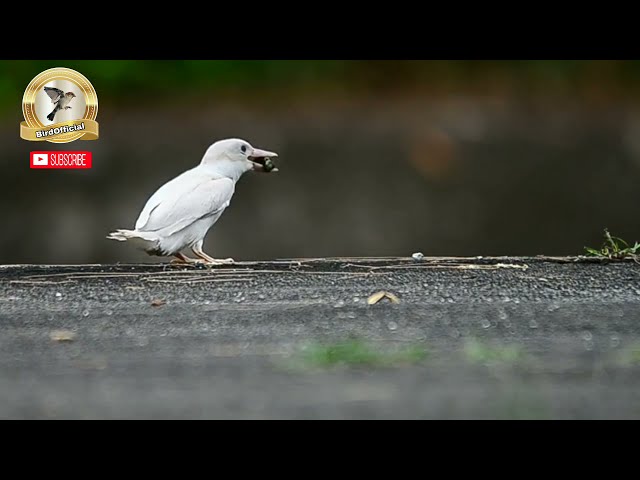 Burung Raja udang biru Albino #cekakakjawa di alam liar di loloh induk class=