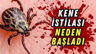 Türkiye'de Kene İstilası | Peki Bunun Sebebi Ne?