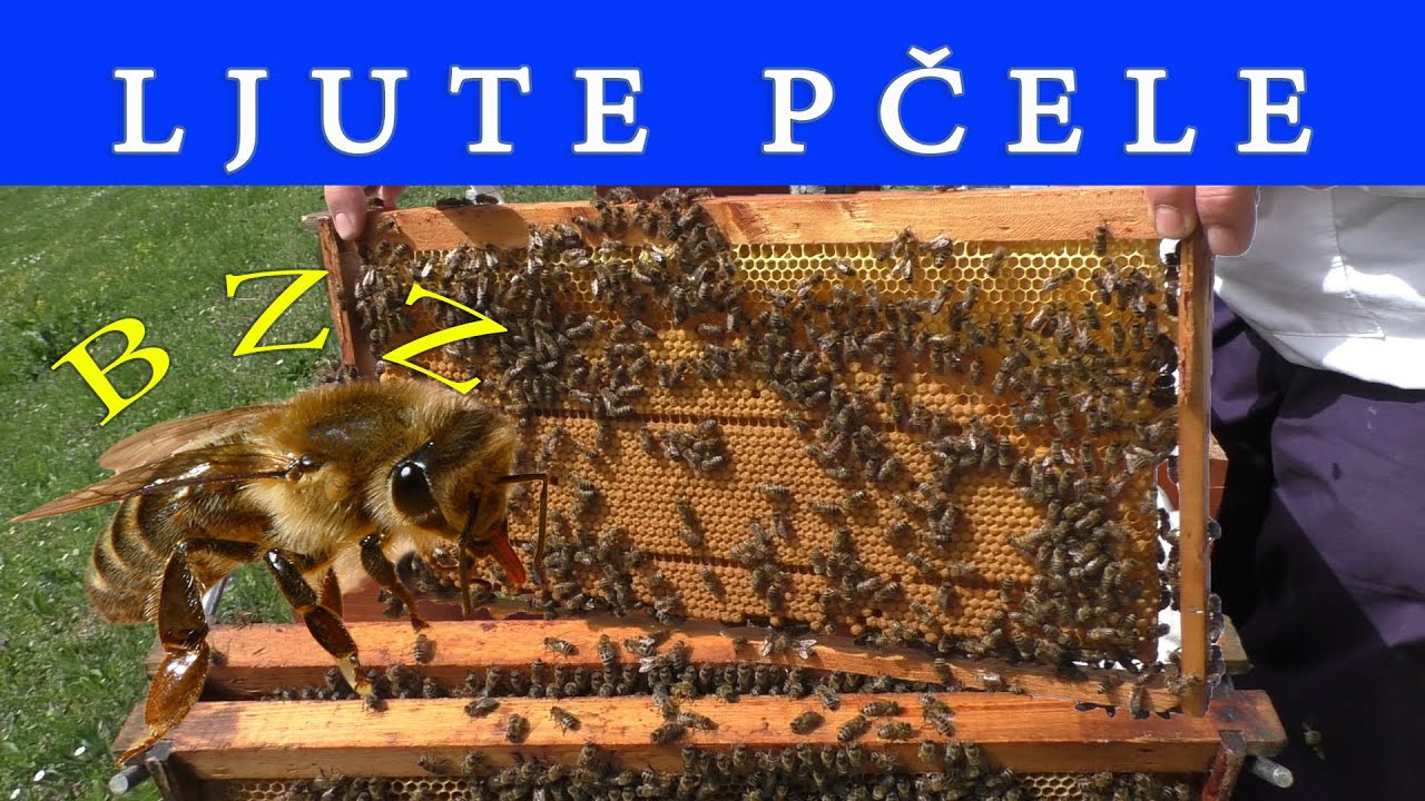 LJUTE AGRESIVNE pčele ZaŠtO aggressive bees beekeeping  agresif arılar arıcılık Bienen Imkerei