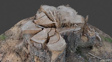 3D Scan tree trunk in highpoly 3D model 7mln Polygons 3D model