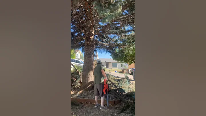 Tree clean up with the m18 chainsaw #dipsticks #diy