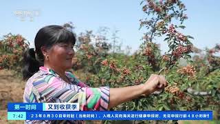 [第一时间]又到收获季 山西吉县：黄河岸边椒香浓 2.4万亩花椒迎丰收| 财经风云