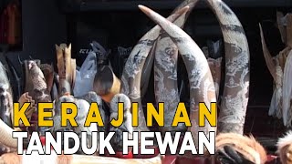 Dari tanduk-tanduk ini bisa dijadikan kerjinan | JELANG SIANG