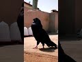 Black cobra kabutar youtube viral pigeon shortpigeon shorts