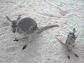 熊本市動植物園　アカカンガルー の動画、YouTube動画。